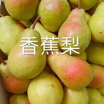 大头梨，香蕉梨产地直发，起货快，老婆梨，太婆梨，洋梨，巴