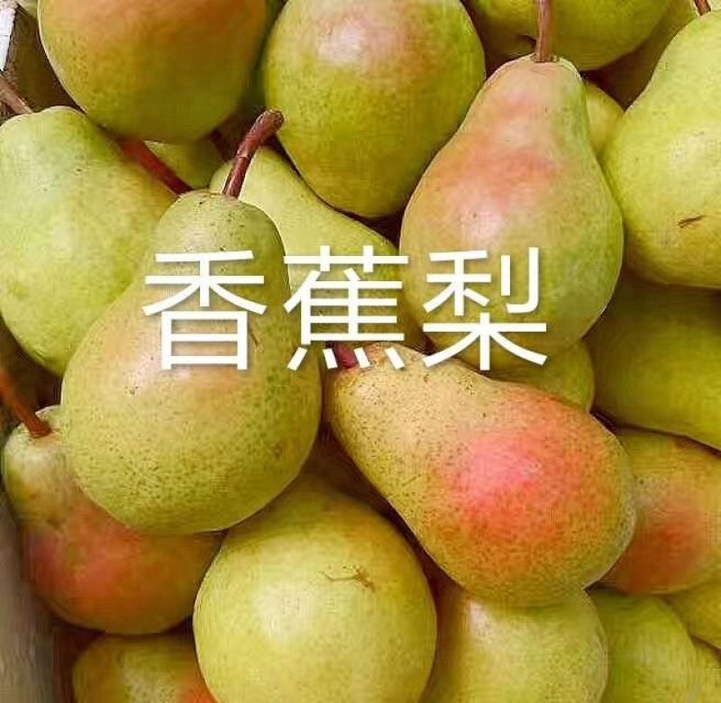 大头梨，香蕉梨产地直发，起货快，老婆梨，太婆梨，洋梨，巴