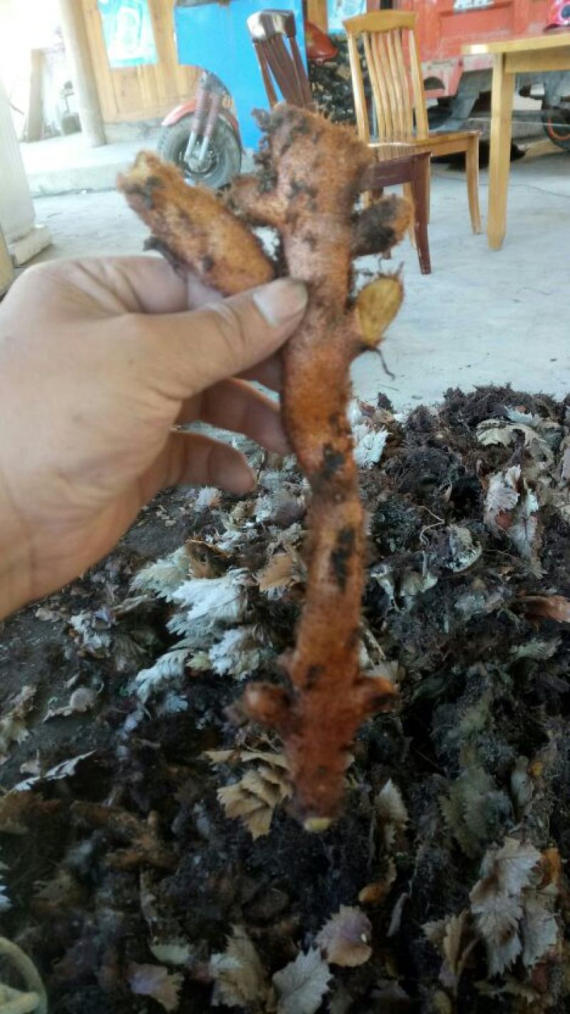 骨碎补信用第一，两吨需要的联系我