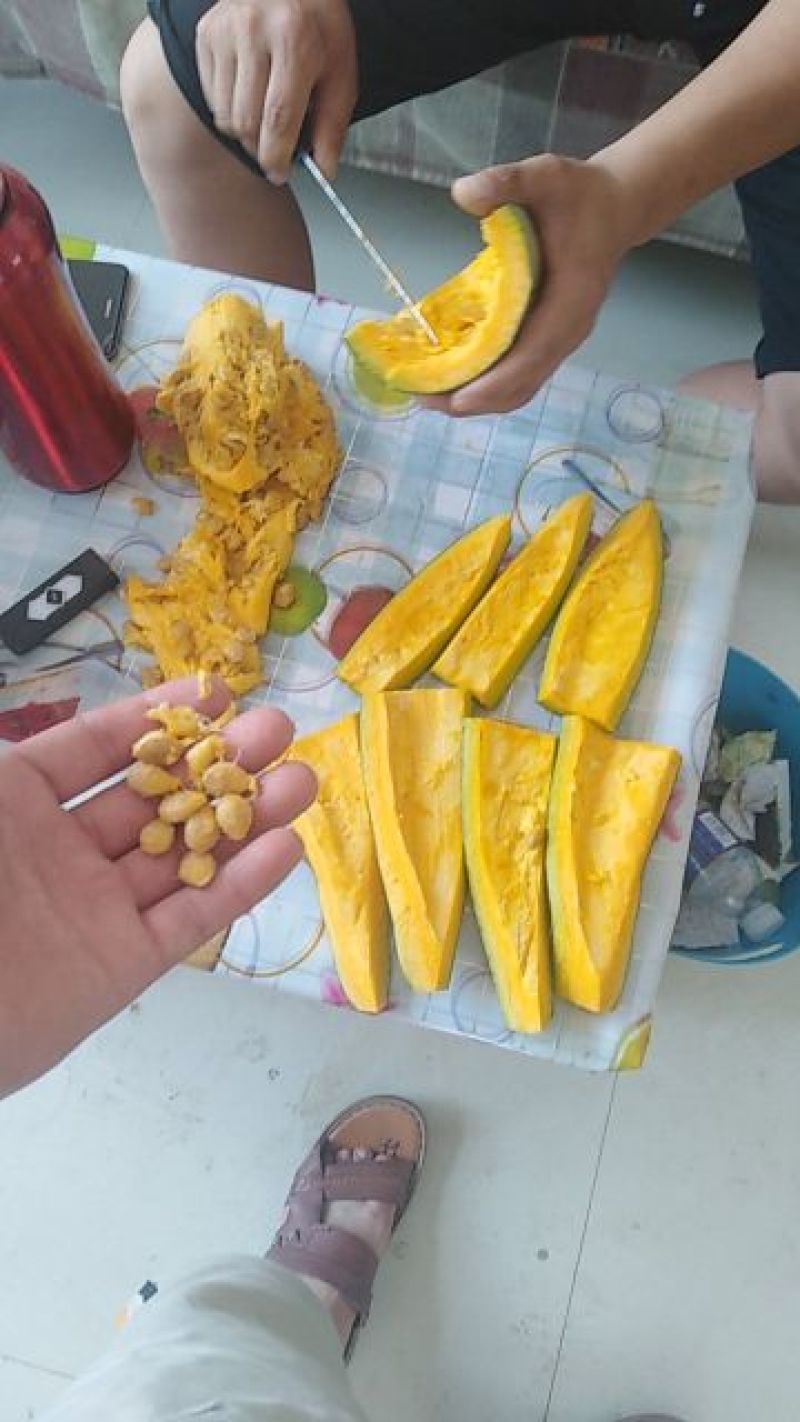 贵族南瓜，丑瓜。贵妃南瓜，河北保定贵族南瓜