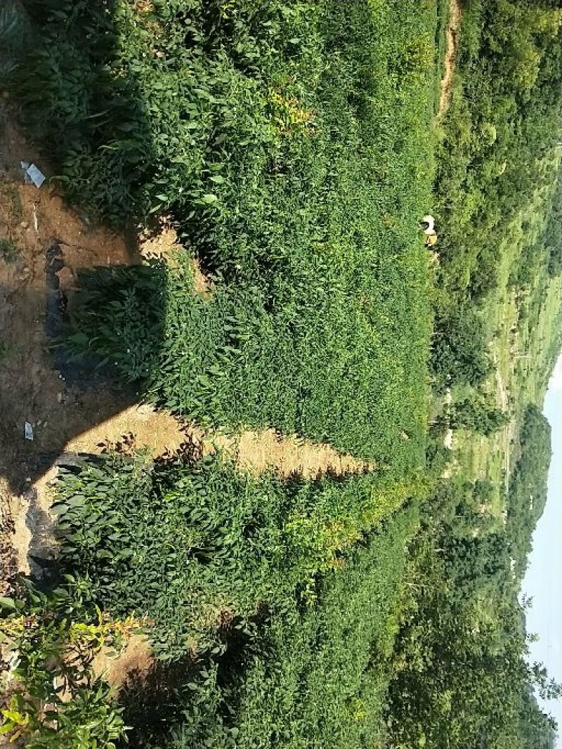 线椒大量出售，