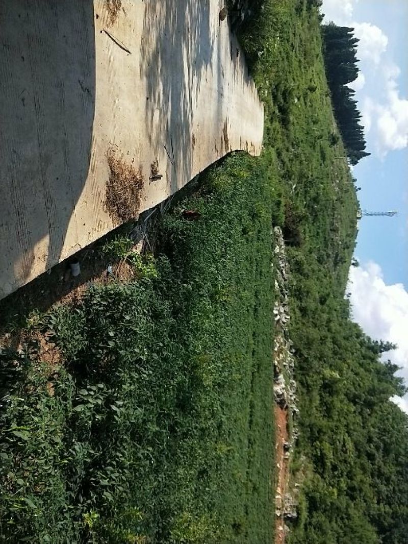 线椒大量出售，