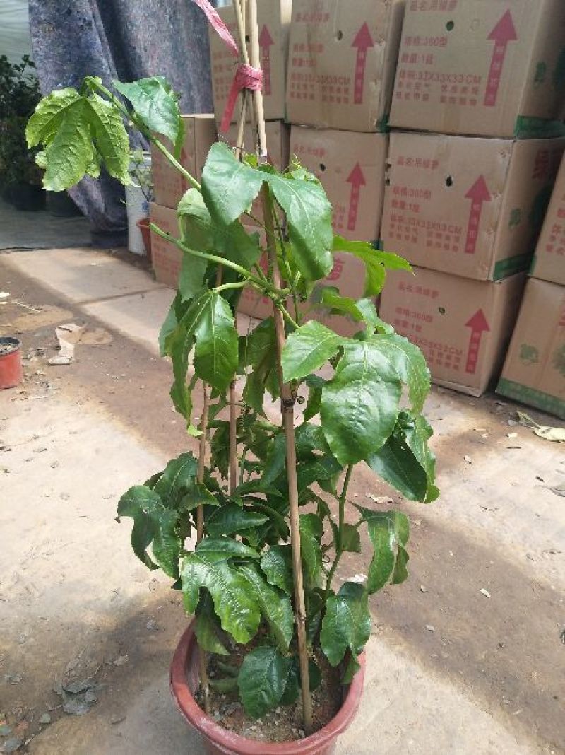 品名：百香果，规格小苗30-40公分长