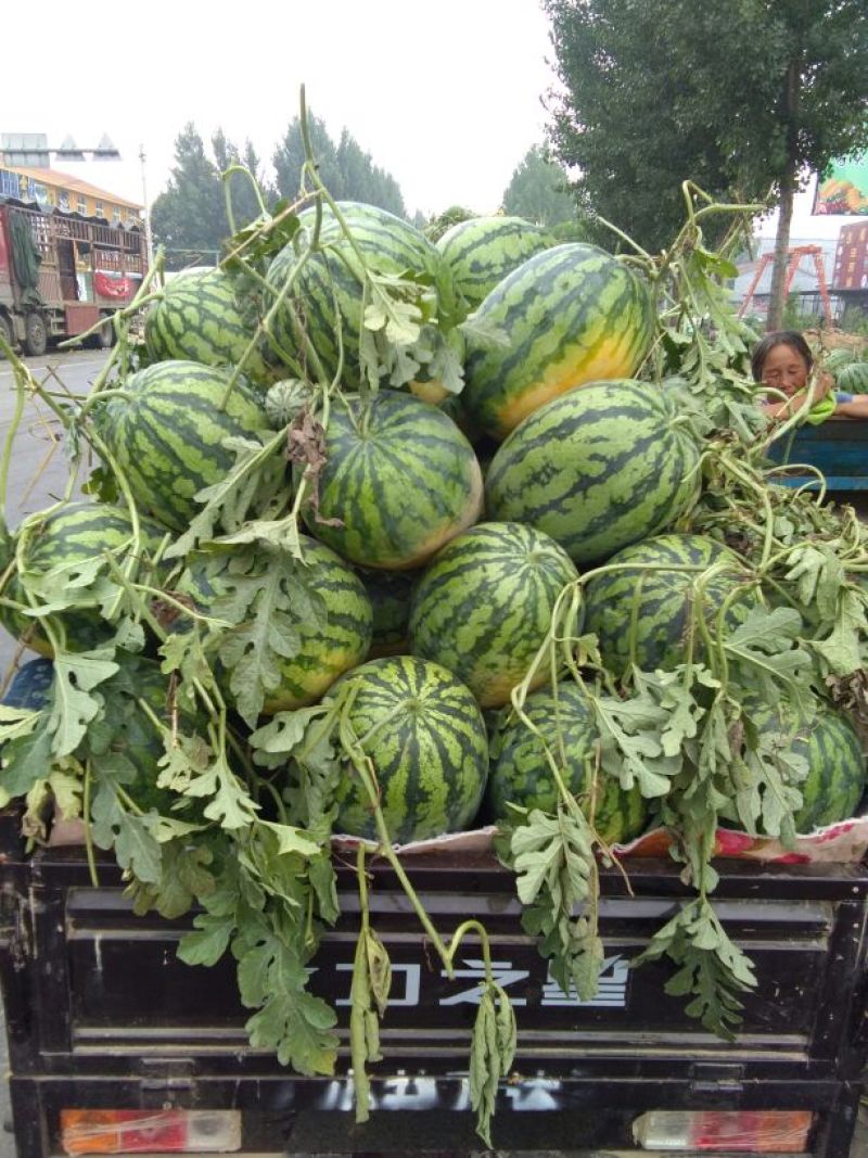 东明优质西瓜，品种多样，质量好，新红宝皮毛靓，预售！预售