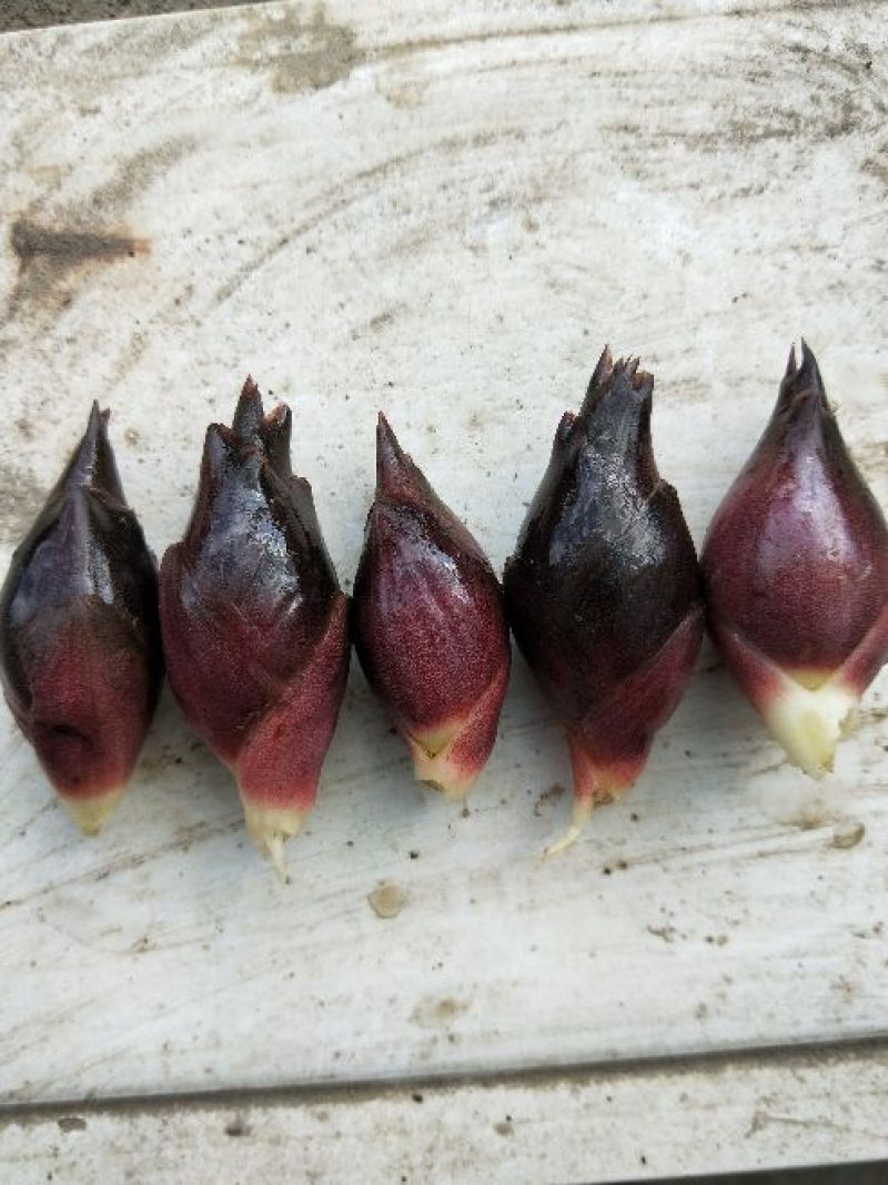 阳菏