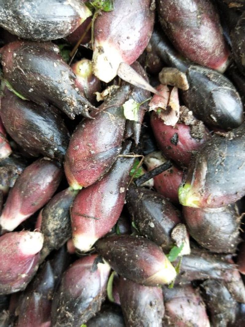 阳菏