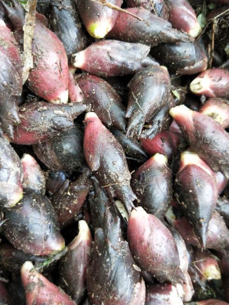 阳菏