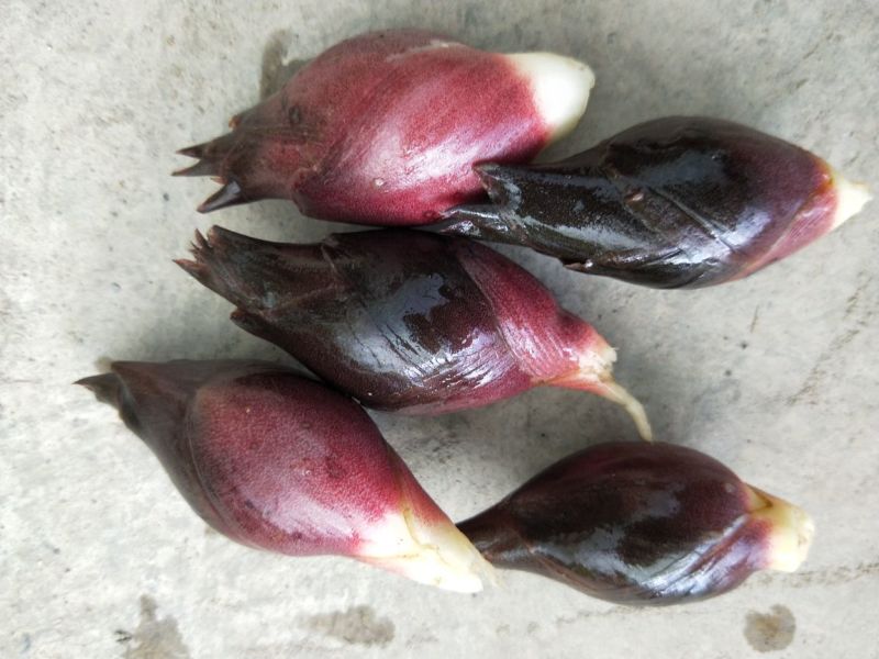 阳菏