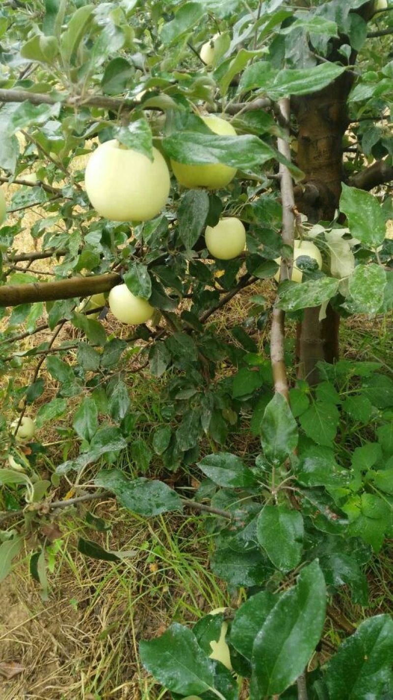 早熟华硕苹果纸袋