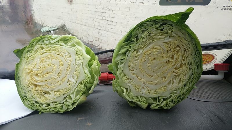 甘蓝