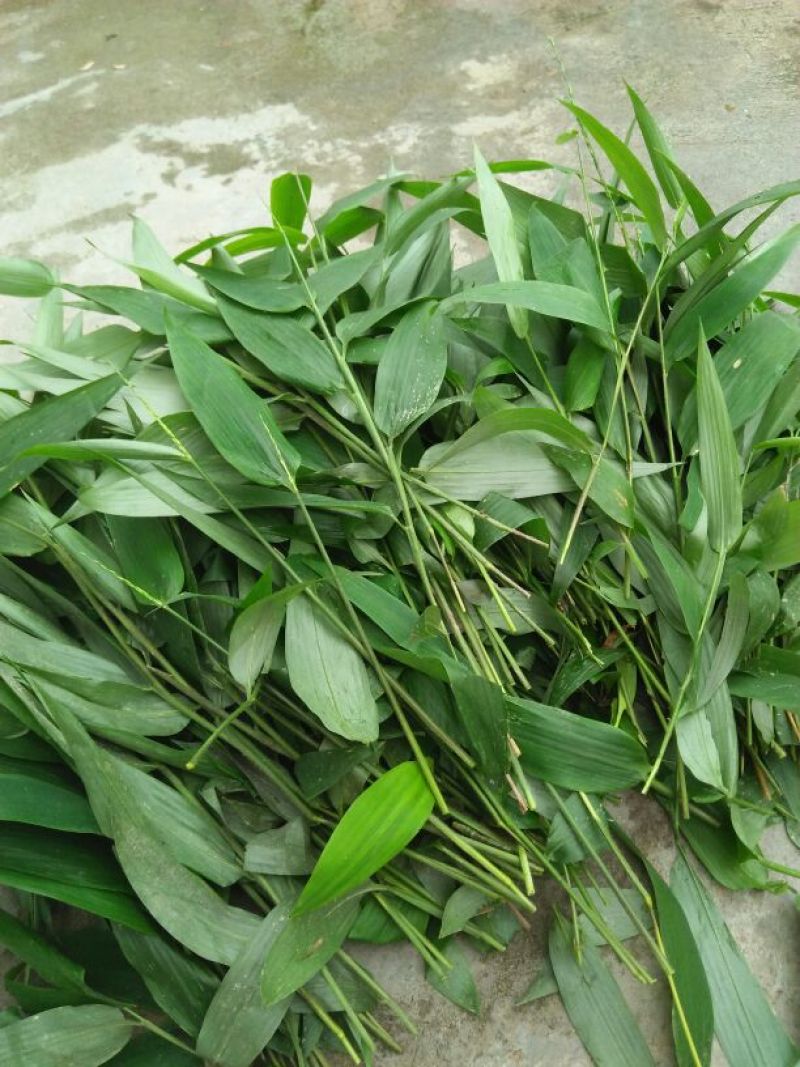 中药材淡竹