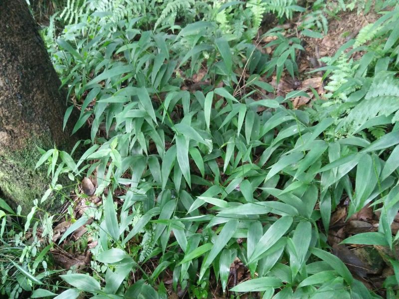 中药材淡竹