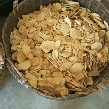三叉苦切片
