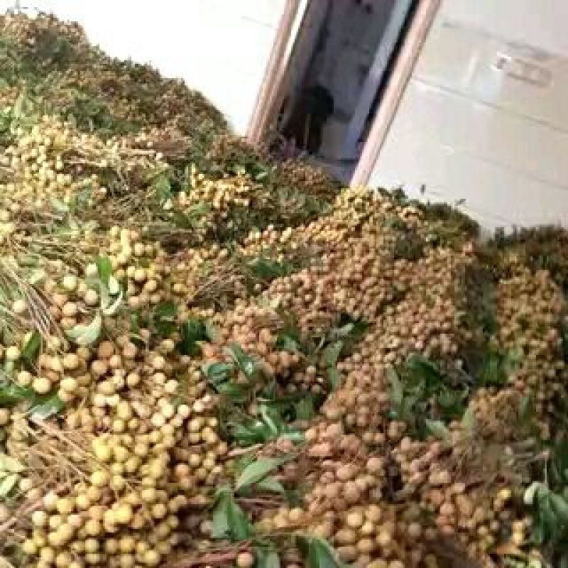 石硖大量上市