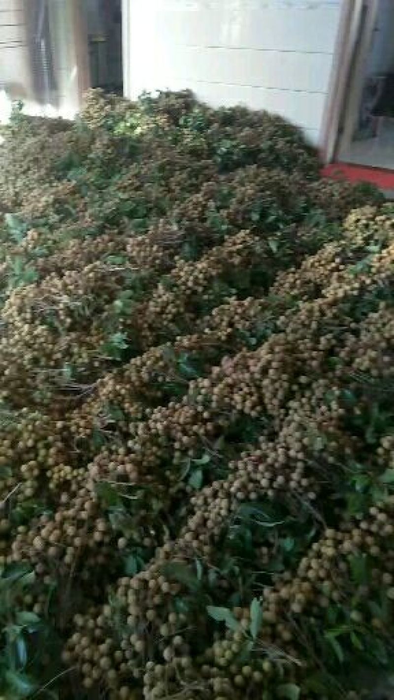 石硖大量上市