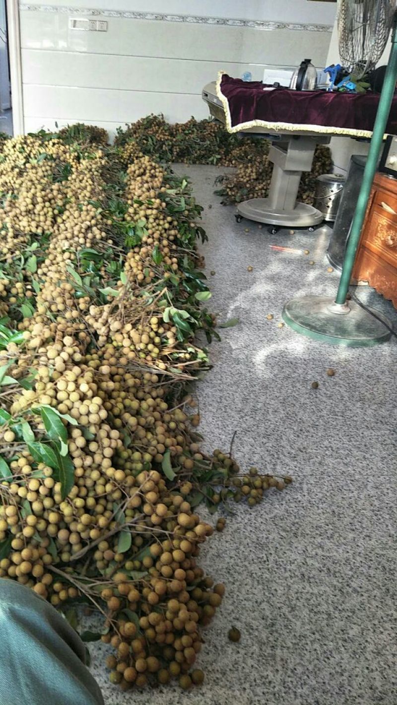 石硖大量上市