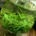 青山绿水、苦丁茶/金骏眉/茉莉花茶