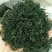 青山绿水、苦丁茶/金骏眉/茉莉花茶