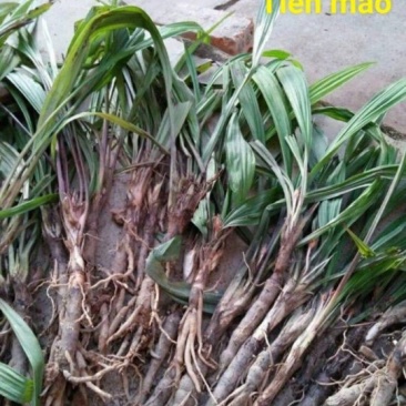 仙茅