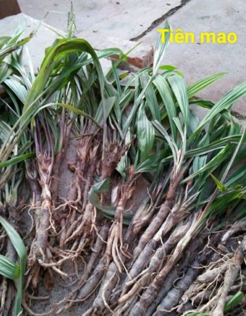 仙茅