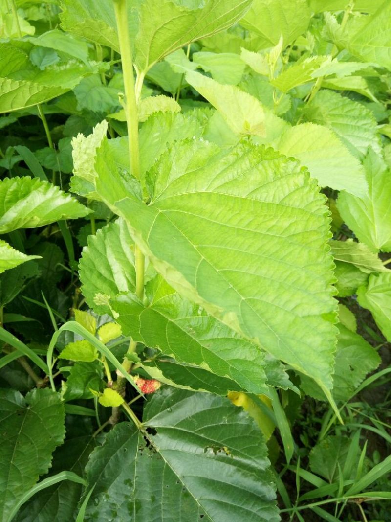 桑树苗黑珍珠果桑苗南北方都可种植口感甜