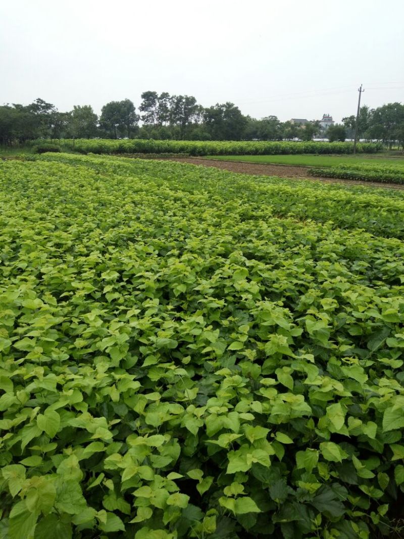 桑树苗黑珍珠果桑苗南北方都可种植口感甜