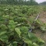 草莓苗基地甜查理、法兰地、黔莓草莓二代脱毒生产苗批发