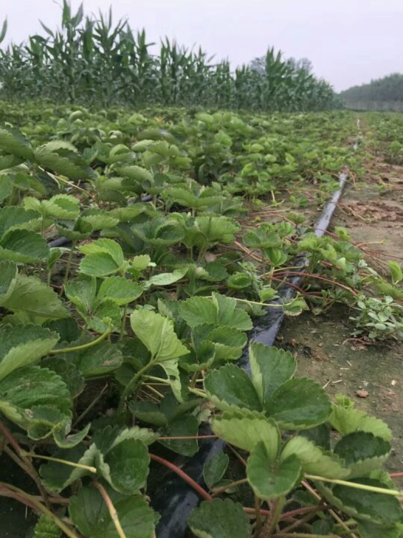 草莓苗基地甜查理、法兰地、黔莓草莓二代脱毒生产苗批发
