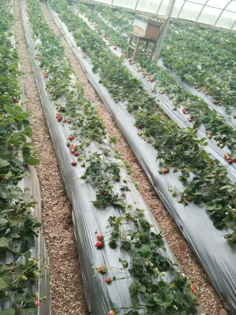草莓苗基地甜查理、法兰地、黔莓草莓二代脱毒生产苗批发
