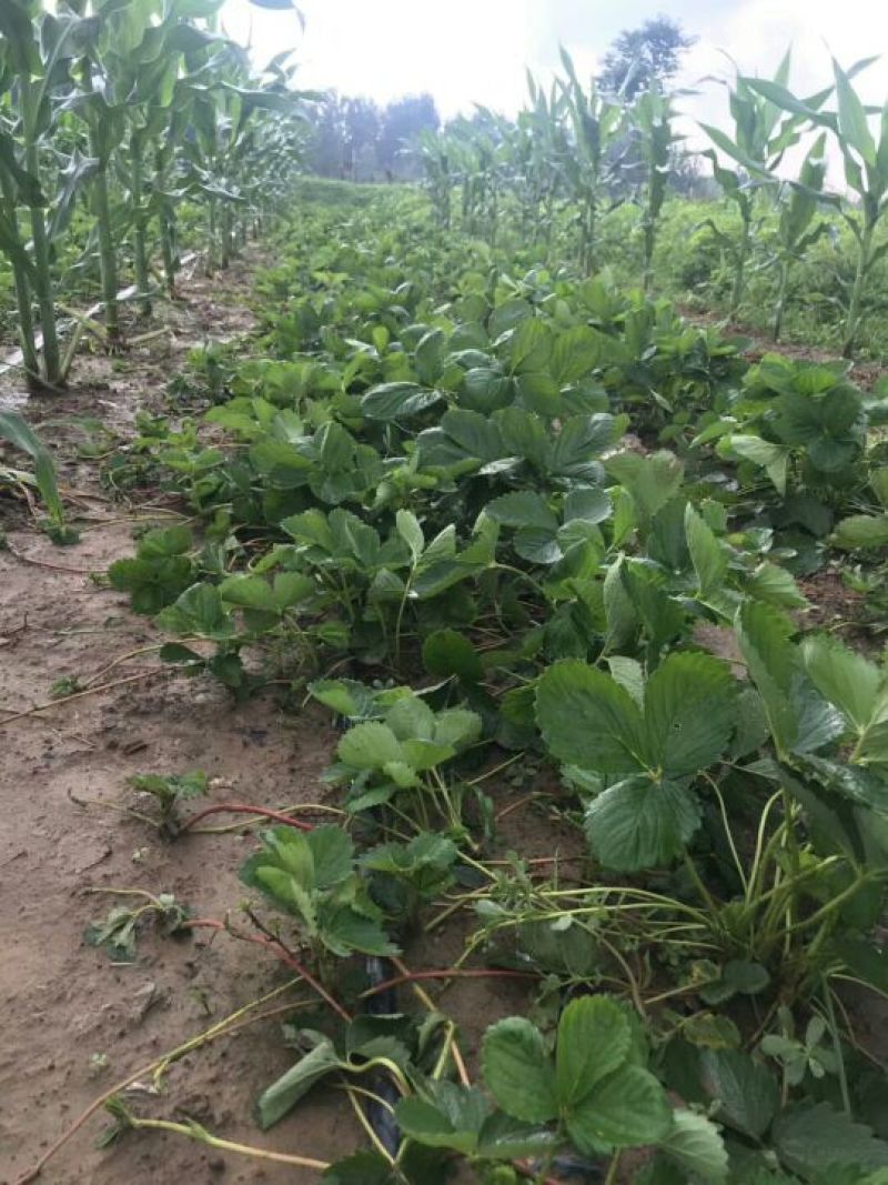 草莓苗基地甜查理、法兰地、黔莓草莓二代脱毒生产苗批发
