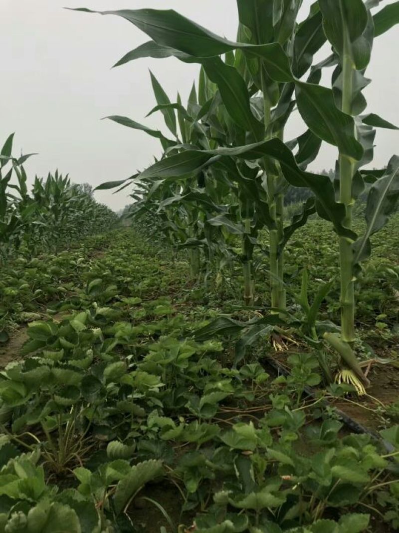草莓苗基地甜查理、法兰地、黔莓草莓二代脱毒生产苗批发