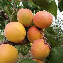 杏树苗80cm以上自家嫁接的树苗品种保纯