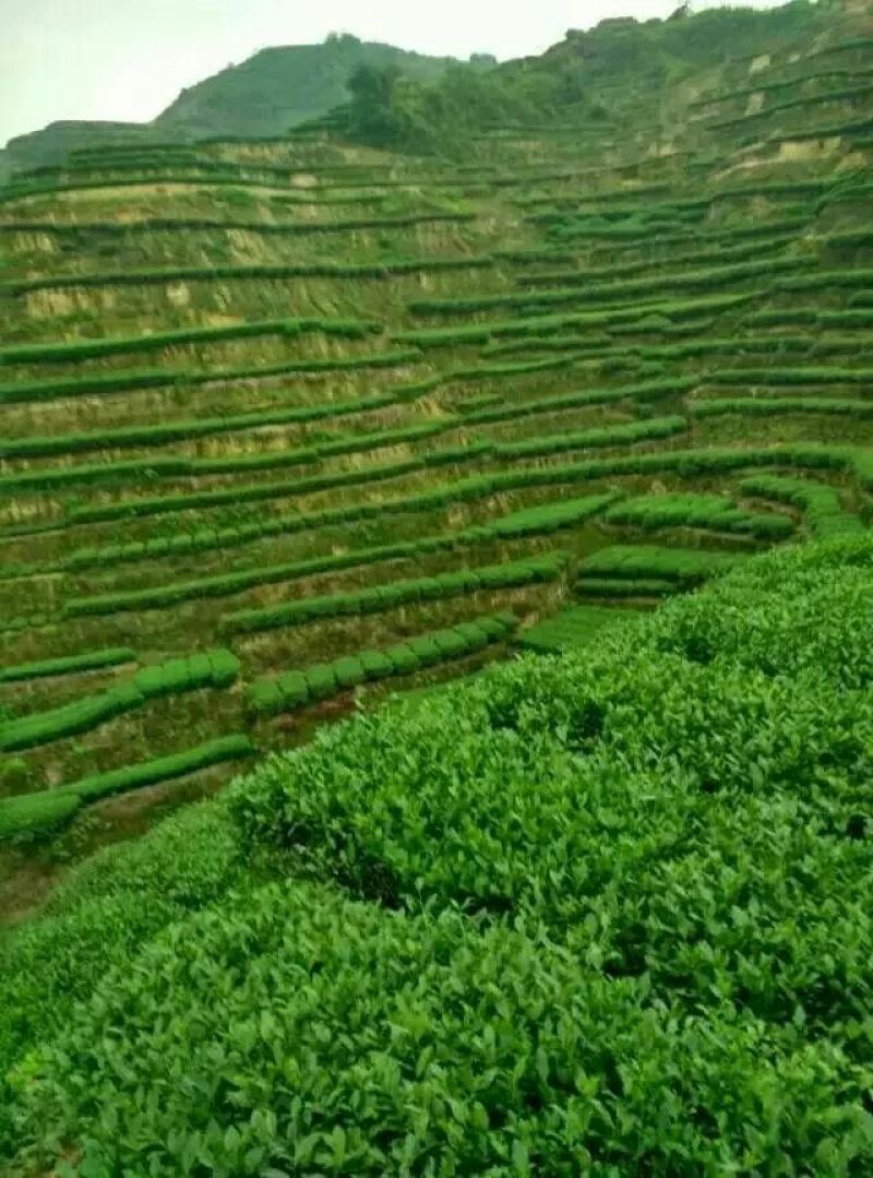 清香铁观音/浓香铁观音