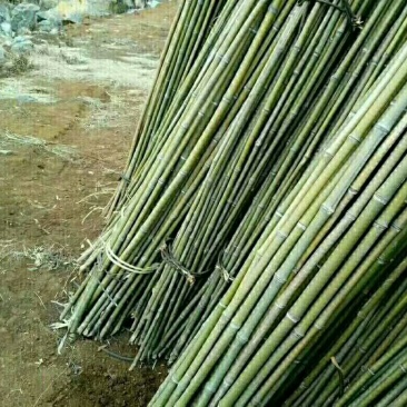 野生竹子，金竹，