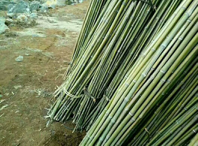 野生竹子，金竹，