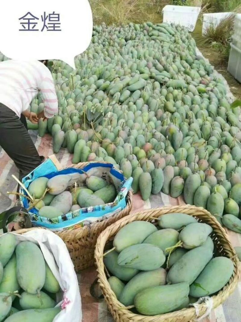 攀枝花金煌芒果