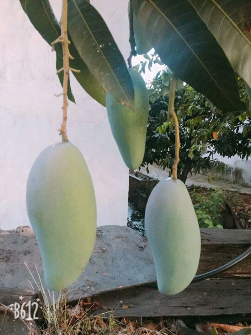 攀枝花金煌芒果