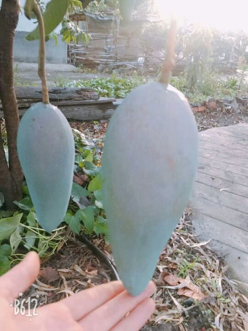 攀枝花金煌芒果