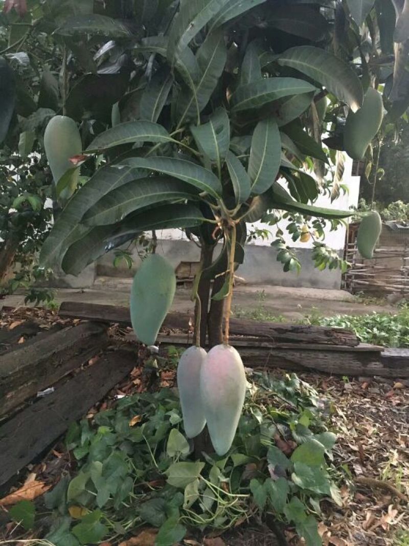 攀枝花金煌芒果