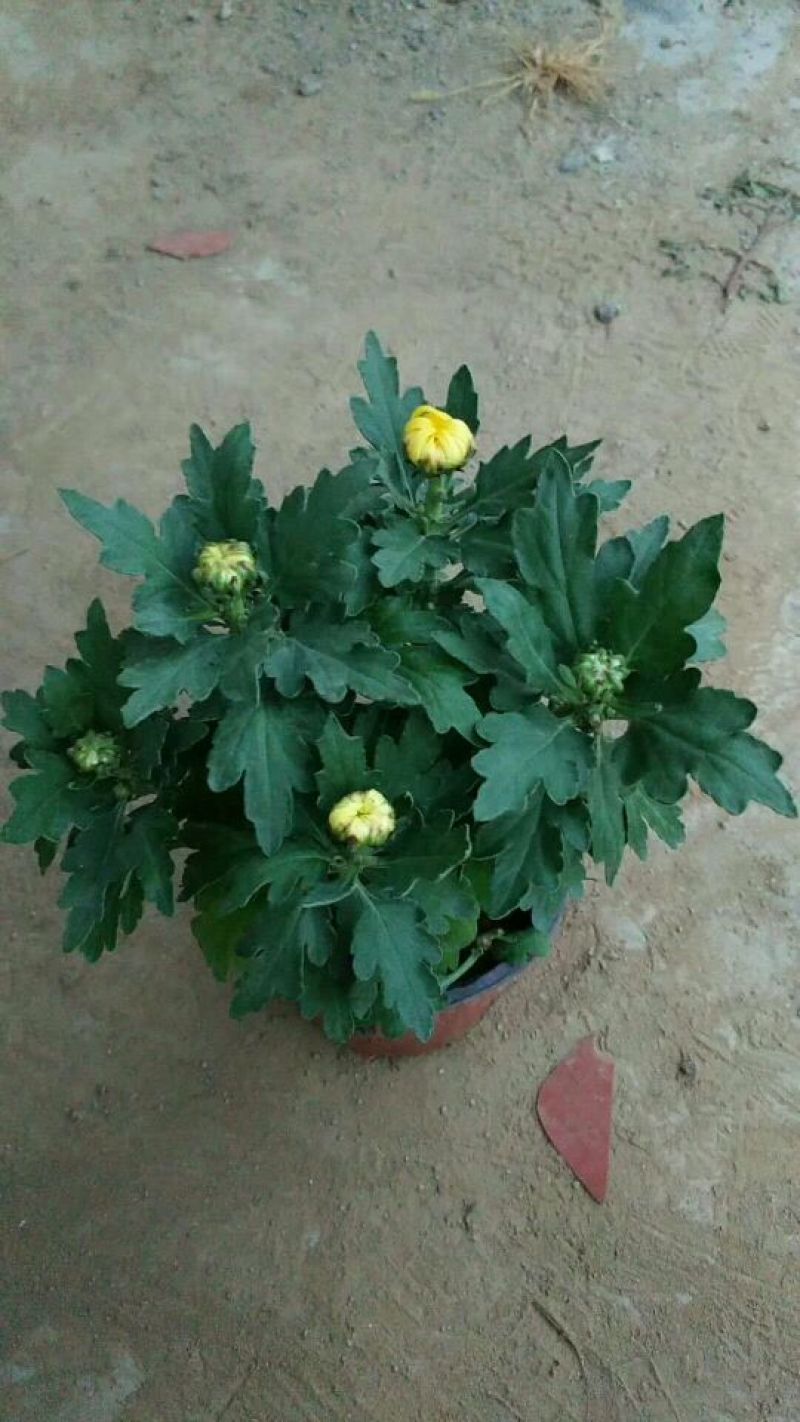 国庆菊观赏菊大菊花双色盆九月菊菊球