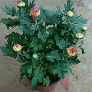 国庆菊观赏菊大菊花双色盆九月菊菊球