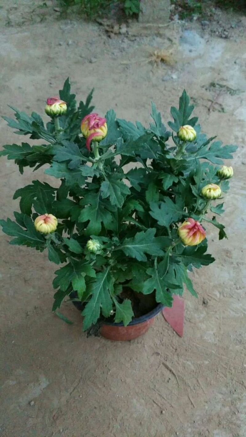 国庆菊观赏菊大菊花双色盆九月菊菊球
