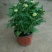 国庆菊观赏菊大菊花双色盆九月菊菊球