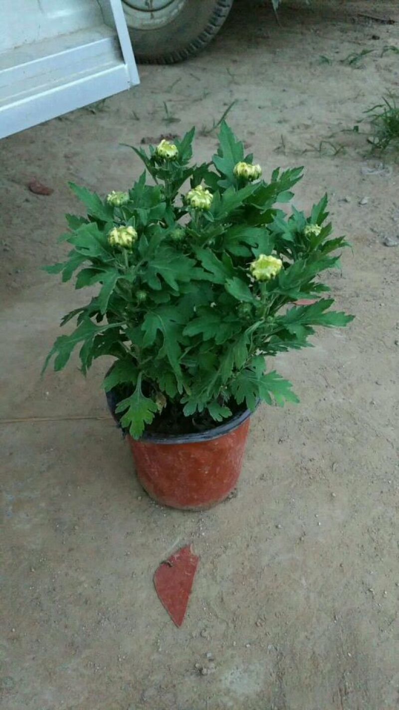 国庆菊观赏菊大菊花双色盆九月菊菊球