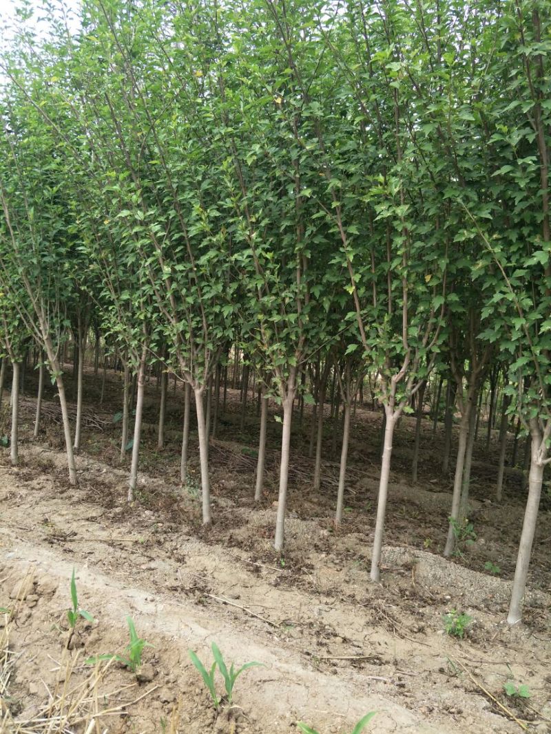 红花木槿树重瓣木槿木槿花丛生木槿规格齐全