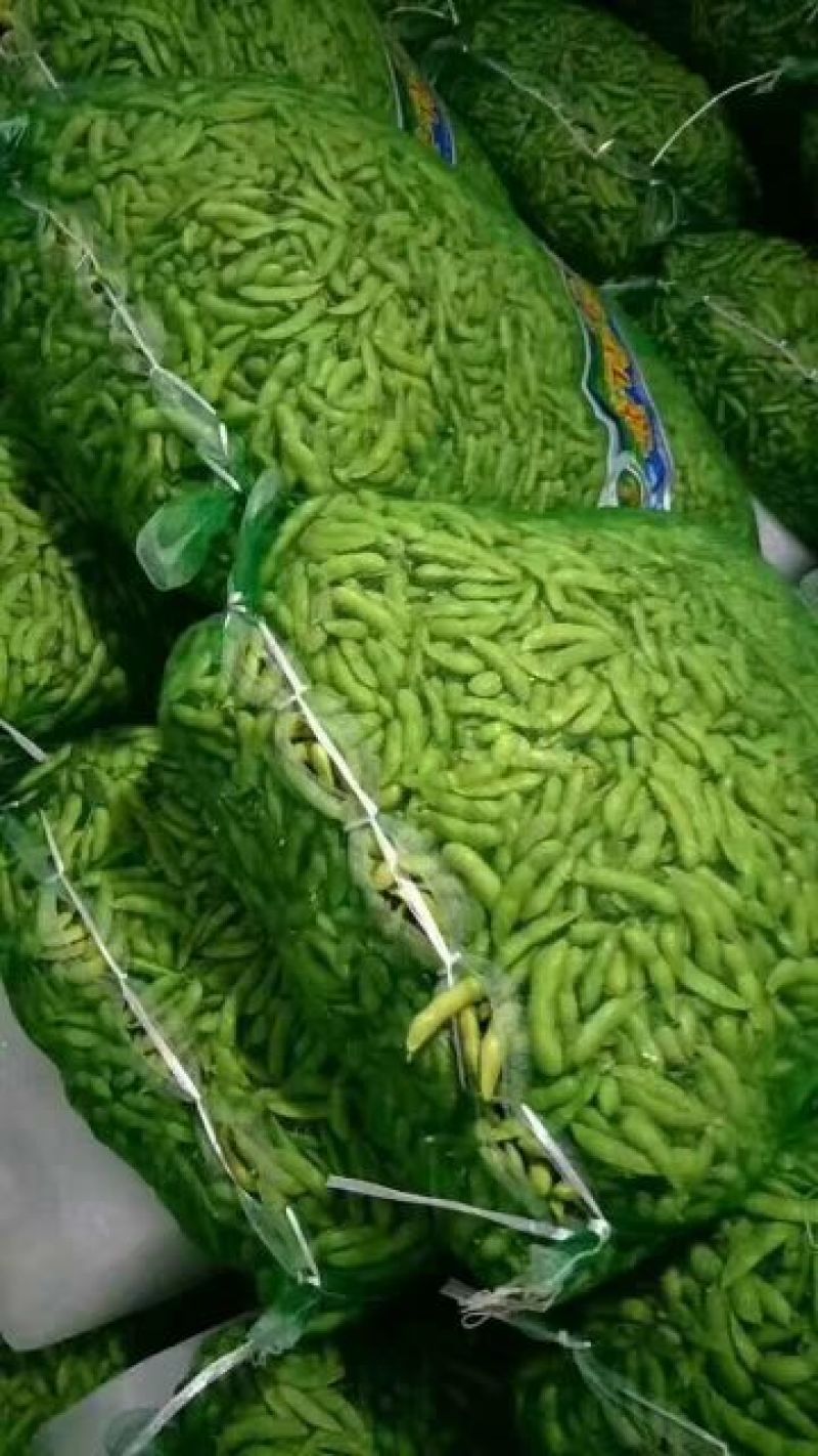 山东郯城精品毛豆/大量上市/品质保证/批发价