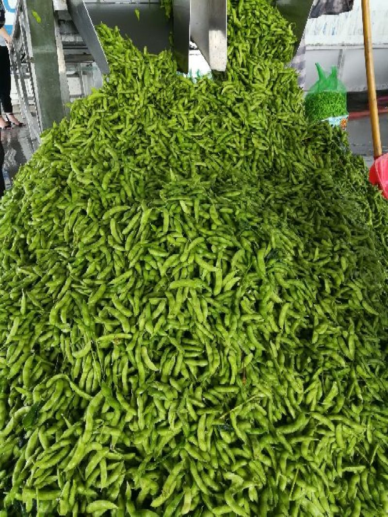 山东郯城精品毛豆/大量上市/品质保证/批发价