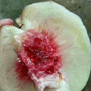 正宗连平鹰嘴水蜜桃