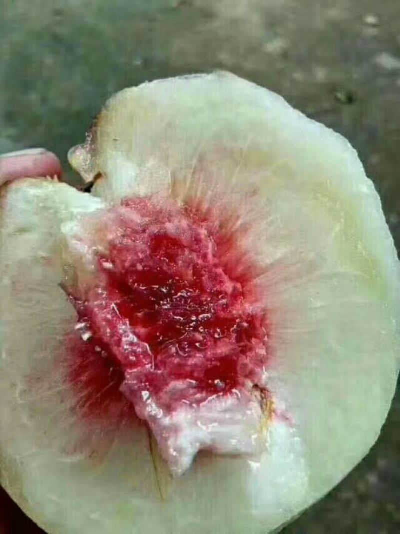 正宗连平鹰嘴水蜜桃