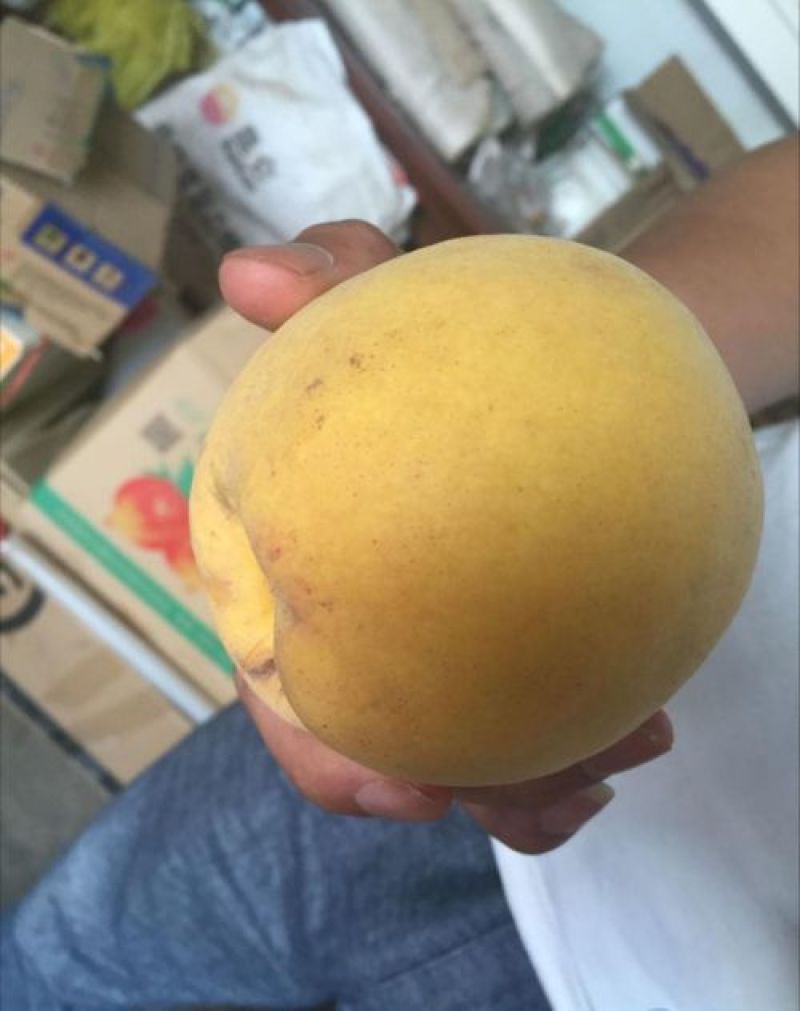 【黄金蜜桃苗】4号保证品种，基地直发！
